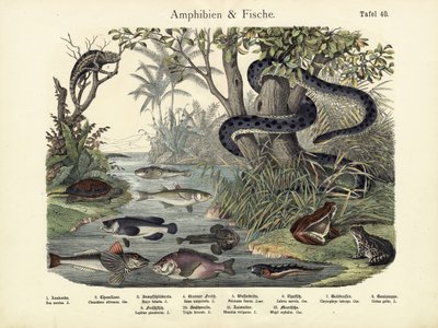 Amphibians and Fishes by German School